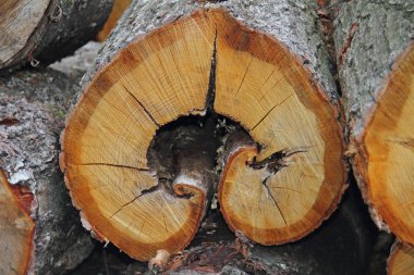 ayrıntılı yakacak odun