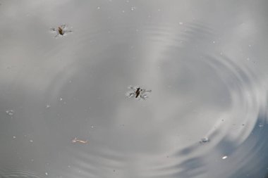 daha fazla su biniciler 