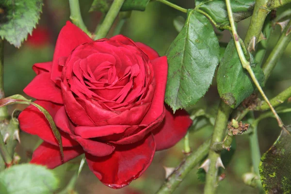 Uma linda Rose — Fotografia de Stock