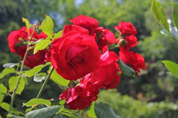 一朵可爱的玫瑰 — 图库照片