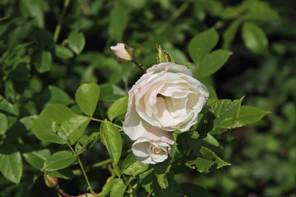 Lovely Rose — Zdjęcie stockowe
