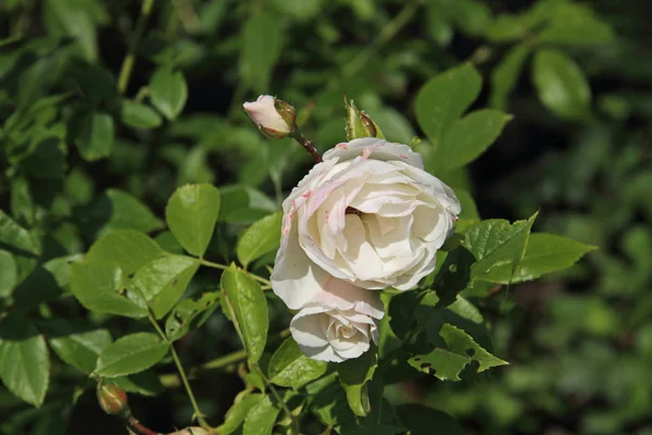 Uma linda Rose — Fotografia de Stock