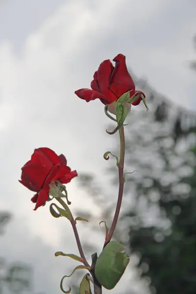一朵可爱的玫瑰 — 图库照片