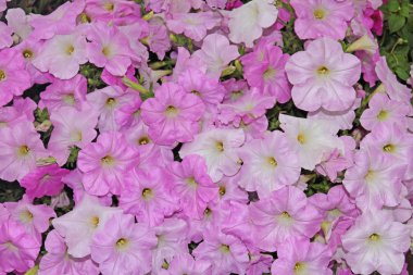 pembe bahçe Rüzgar