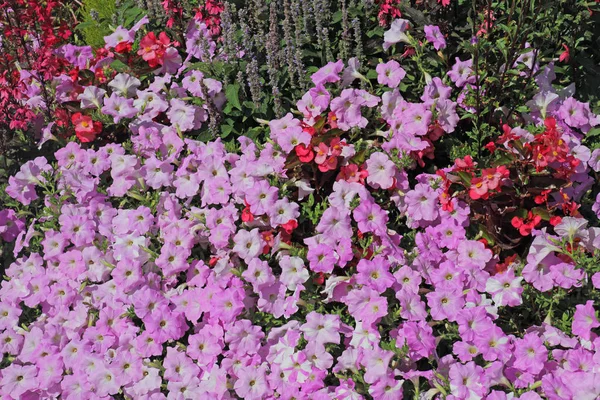 Pink Garden Wind — Stock Photo, Image