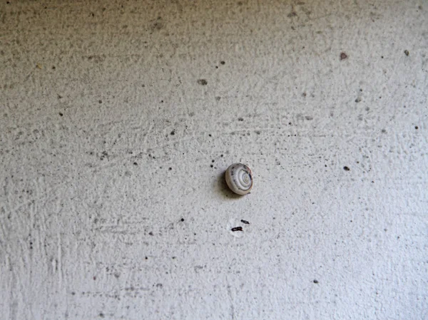 Snail on the wall — Stock Photo, Image