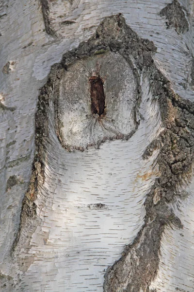 자작나무 껍질을 닫음 — 스톡 사진