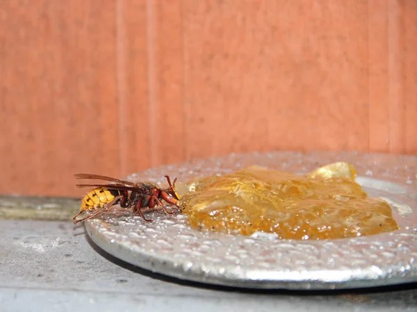 European hornet and food — Stock Photo, Image