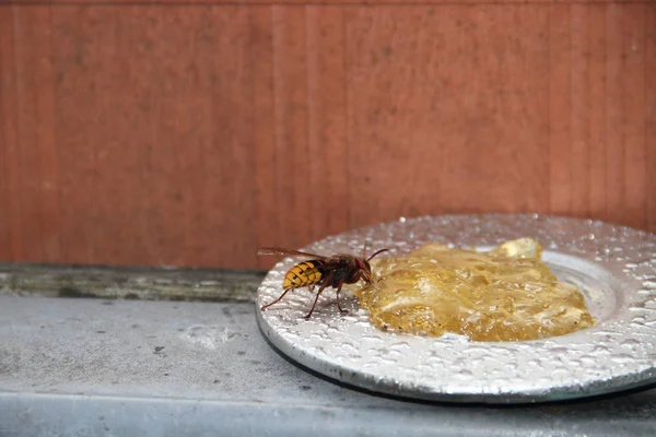 European hornet is eating — Stock Photo, Image