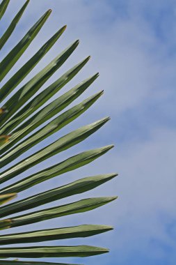 bir tek hurma yaprağı