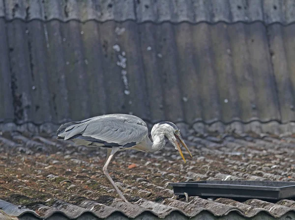 A single grey heron — Stock Photo, Image