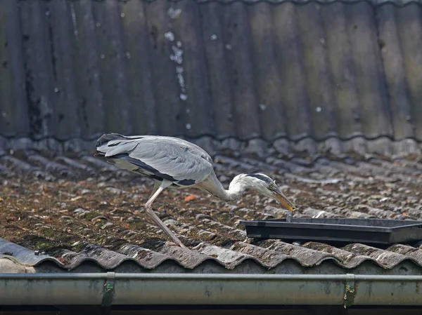 Een enkele reiger — Stockfoto