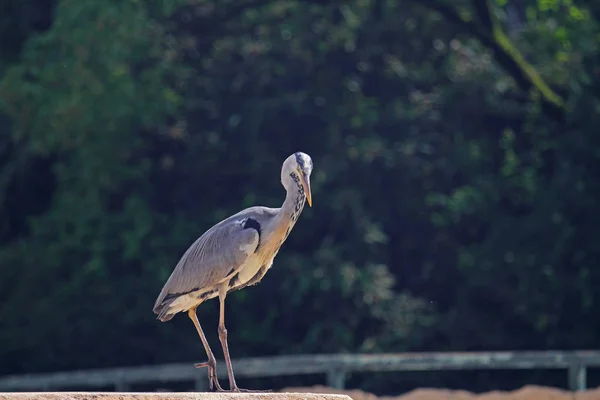 A single grey heron — Stock Photo, Image