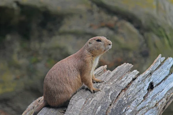 Marmota en un tronco de árbol — Foto de Stock