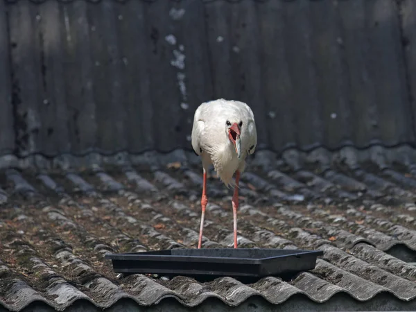 A single white stork — Stock Photo, Image