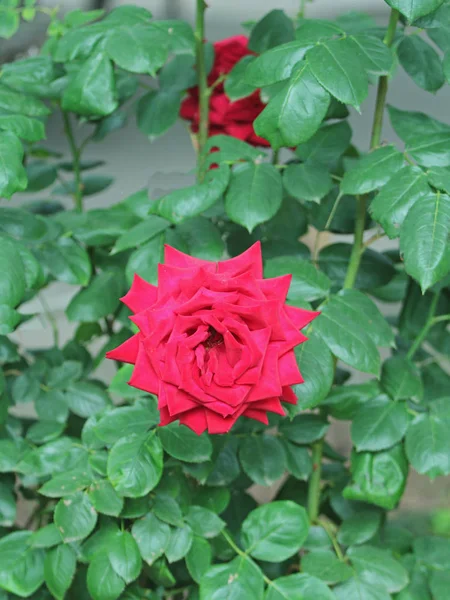 一朵红玫瑰 — 图库照片