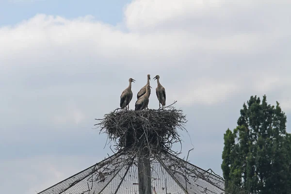 Weißstörche im Nest — Stockfoto