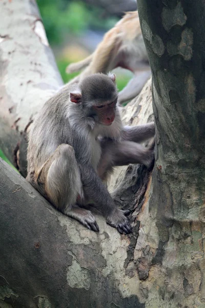 Una scimmia rhesus occupato — Foto Stock