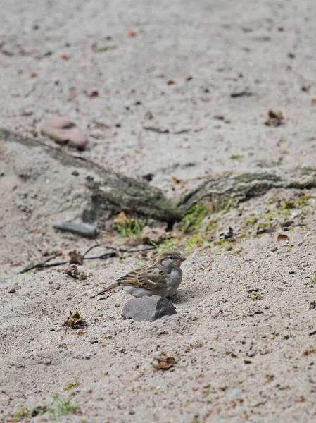 Sparrow on the sand — Stock Photo, Image