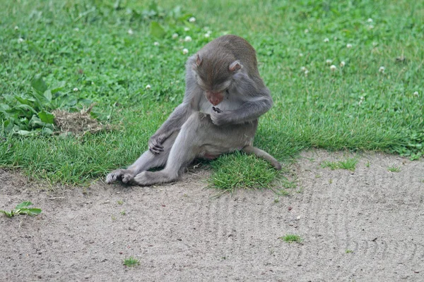 Zajęty Makak małpa — Zdjęcie stockowe