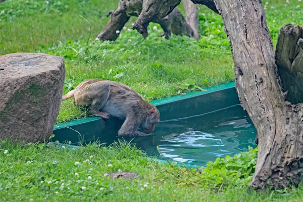 Egy forgalmas rhesus majom — Stock Fotó