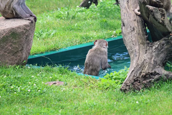 Een rhesusaap zwemmen — Stockfoto