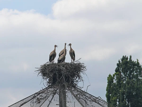 White stork in nest — Stock Photo, Image