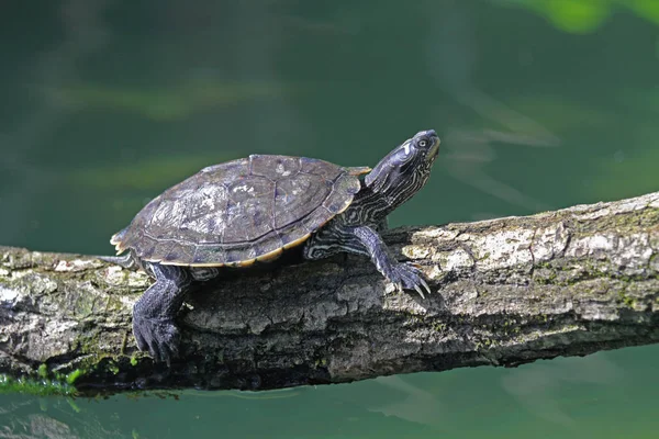Uma única tartaruga aquática — Fotografia de Stock