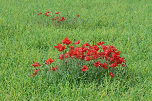 Some Red Poppies — Stock Photo, Image