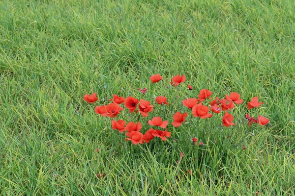 Some Red Poppies — Stock Photo, Image