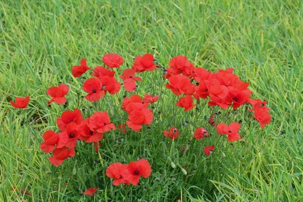 Some Red Poppies — Stock Photo, Image
