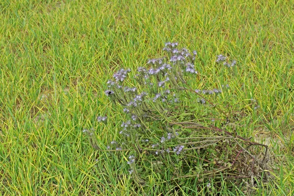 Phacelia Als Gründünger — Stockfoto