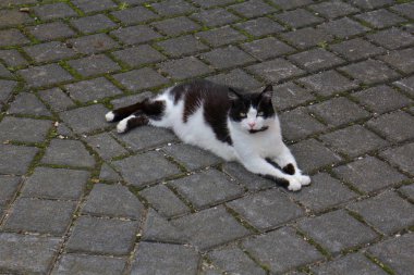 Avrupalı bir evcil kedi