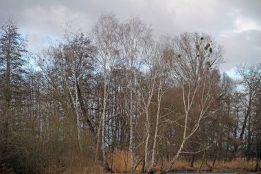 bir grup ağaçlar ağaç