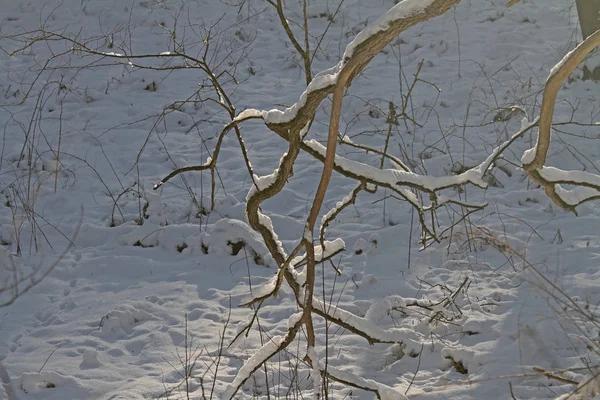 Winter Frozen Branches — Stock Photo, Image