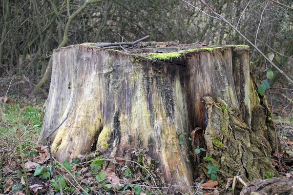 Vecchio Tronco Albero — Foto Stock