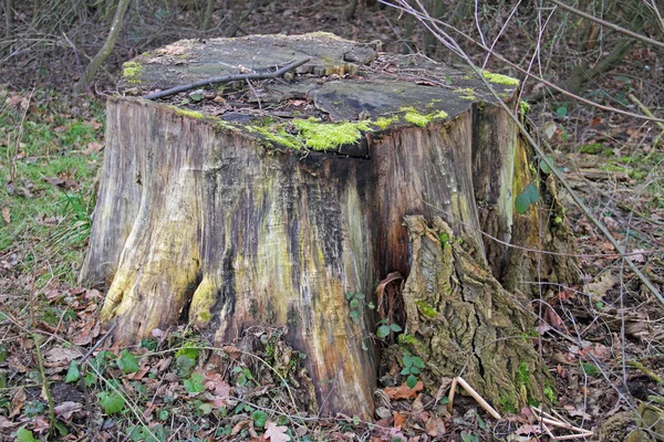 Vecchio Tronco Albero — Foto Stock