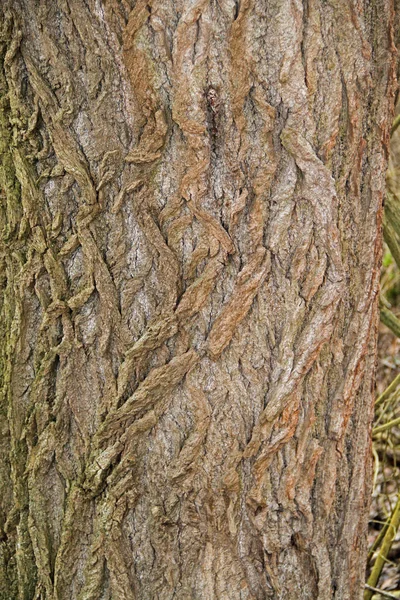 Cracked Tree Bark — Stock Photo, Image