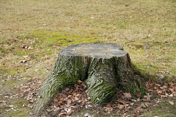 Único Toco Árvore — Fotografia de Stock