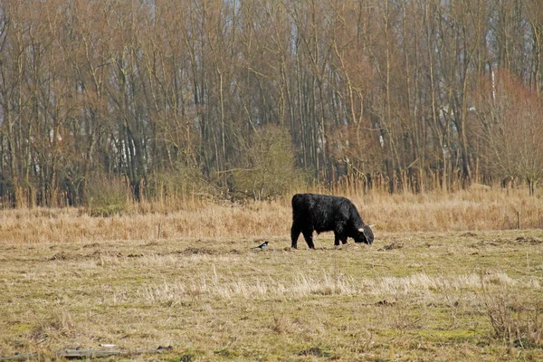 Hochlandrinder Auf Der Weide — Stockfoto