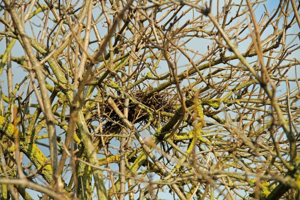 Ein Kleines Vogelnest — Stockfoto