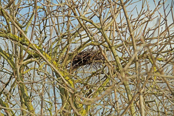 小鳥の巣 — ストック写真