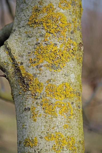 Yellow lichen on the tree — Stock Photo, Image