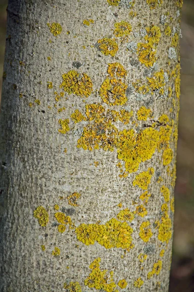 Yellow lichen on the tree — Stock Photo, Image