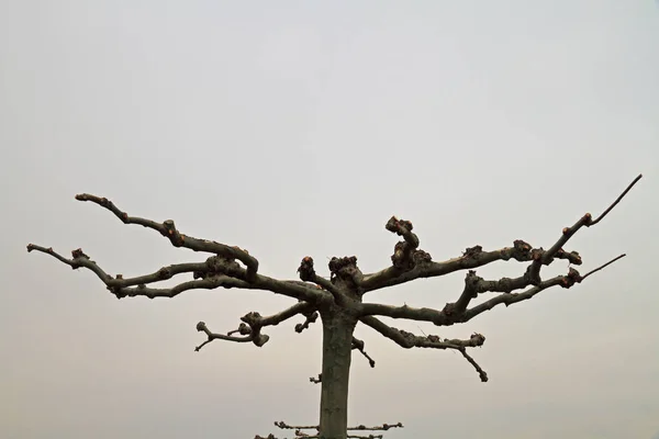 Вільне дерево площині — стокове фото