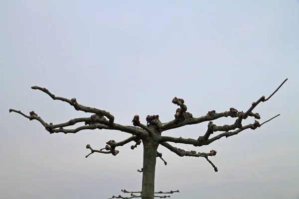 Árbol plano independiente —  Fotos de Stock