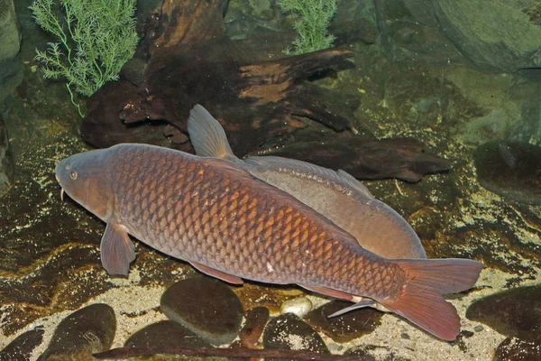 Algunos peces de agua dulce — Foto de Stock