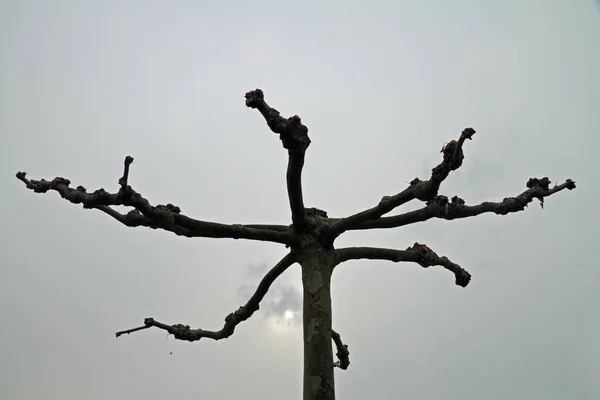 Свободно стоящее дерево плоскости — стоковое фото