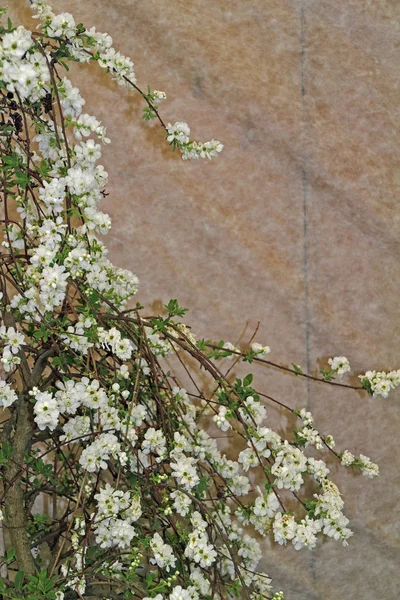 Branch with white flowers — Stock Photo, Image