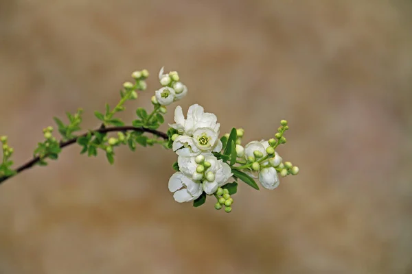 Tak met witte bloemen — Stockfoto